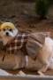A Good Day to be a Dog Season 1 Episode 5 A Good Day to be a Dog Season 1 Episode 5